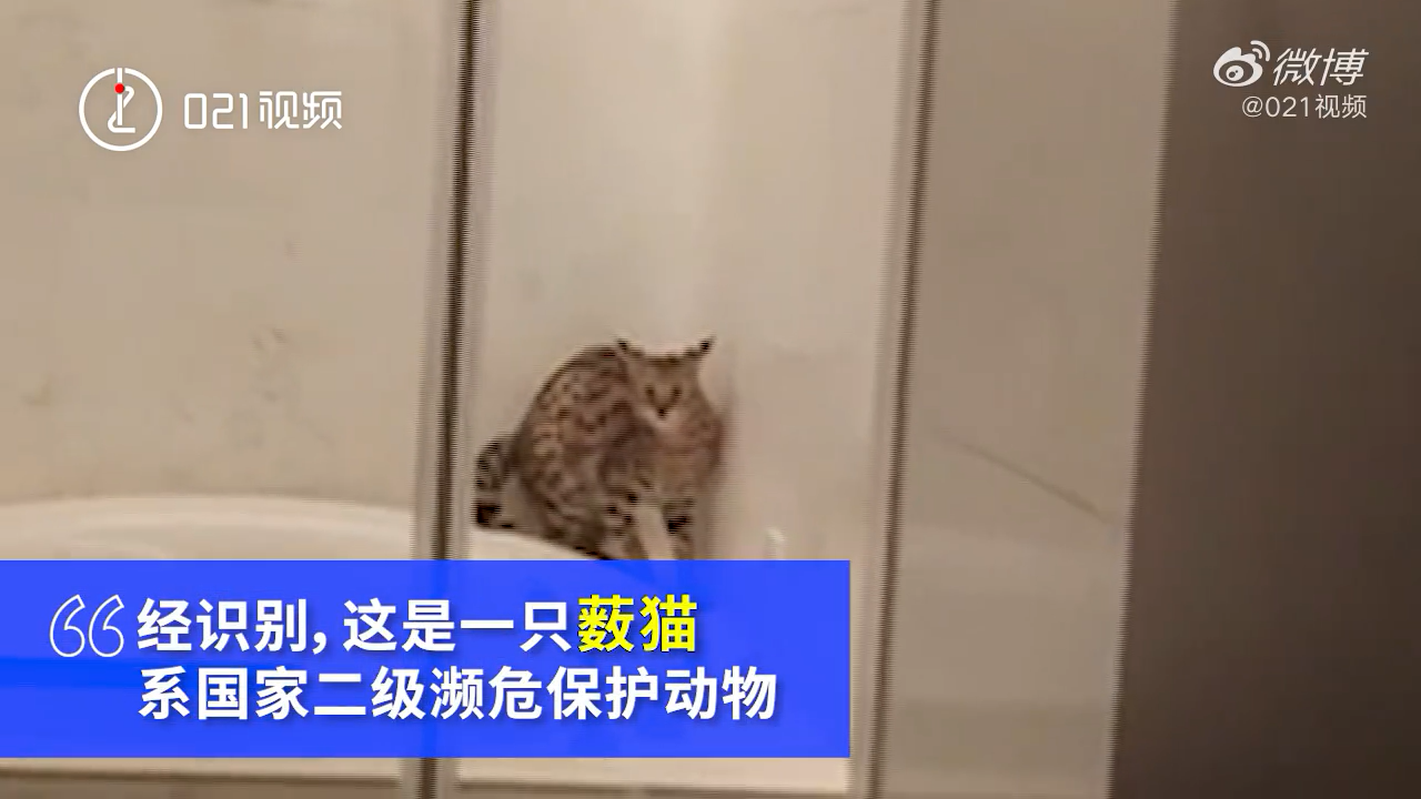 男子花5万吸猫在网上炫耀被刑拘：竟是国家二级濒危动物