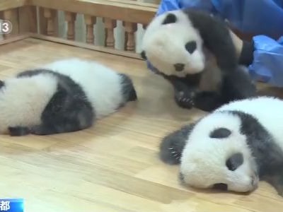 吃竹子的“热干面”“蛋烘糕”“春生” 三只大熊猫宝宝初长成