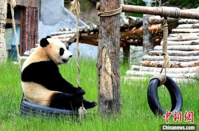 九寨沟熊猫园里的大熊猫憨态可掬