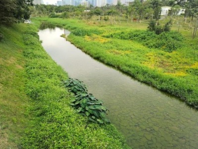 从浊水污泥到水清岸绿： 福田河“变形记”见证深圳河流域治理