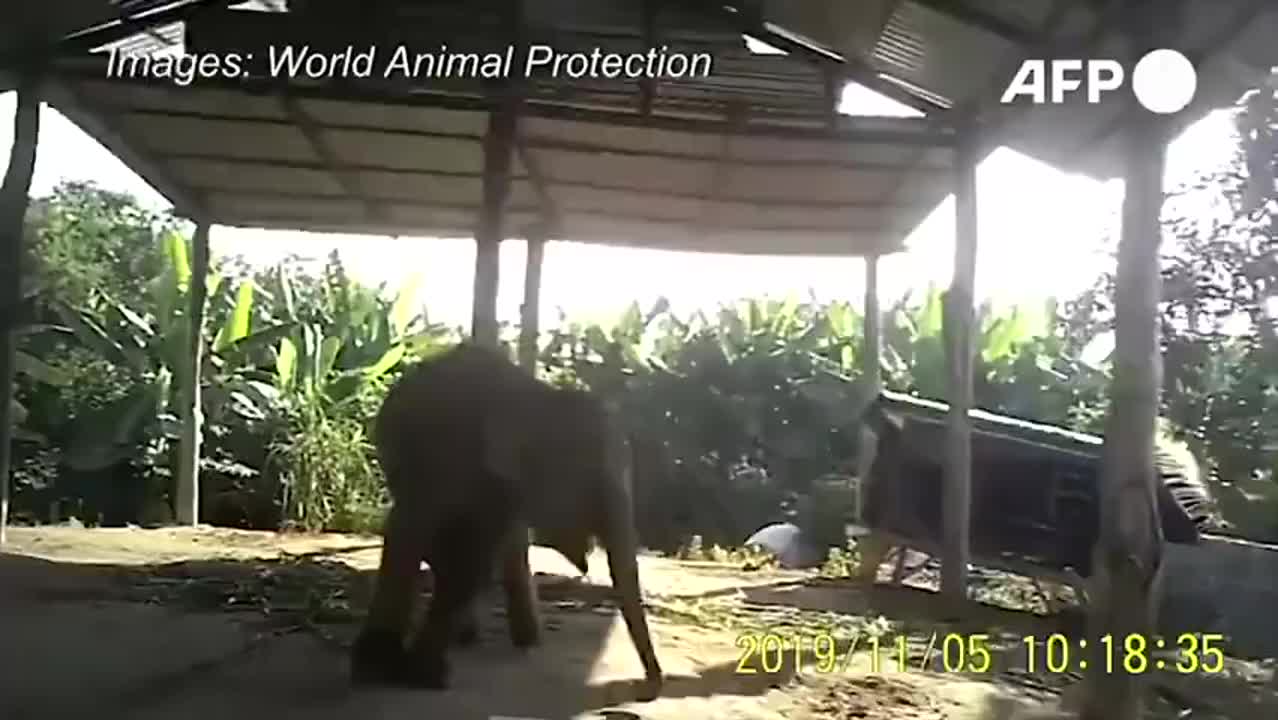 泰国旅游业残酷驯象视频曝光
