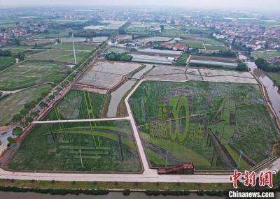 浦东开发开放30周年主题水稻画亮相上海