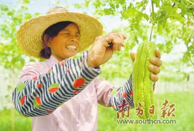 湛江遂溪虎头坡村：  粤菜师傅“烹”好致富菜