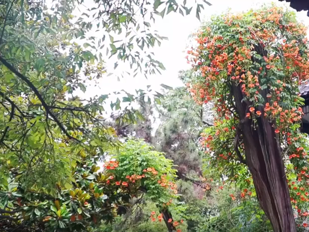 夏日炎炎 扬州瘦西湖百花争奇斗艳