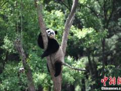 吉林长春：东北虎园内大熊猫上树避暑，憨态可掬