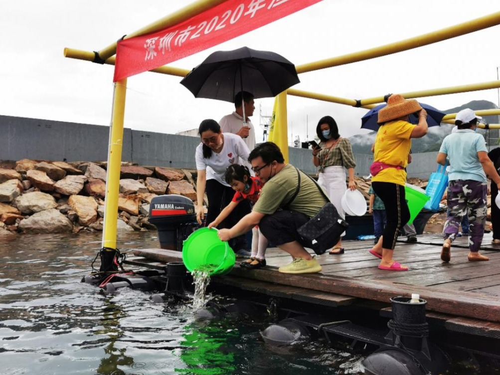 以网箱导引入海 深圳放流一批鲷鱼苗和虾苗