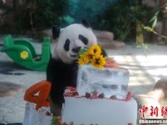 呆萌熊猫“兄妹”品尝“冰蛋糕”过生日