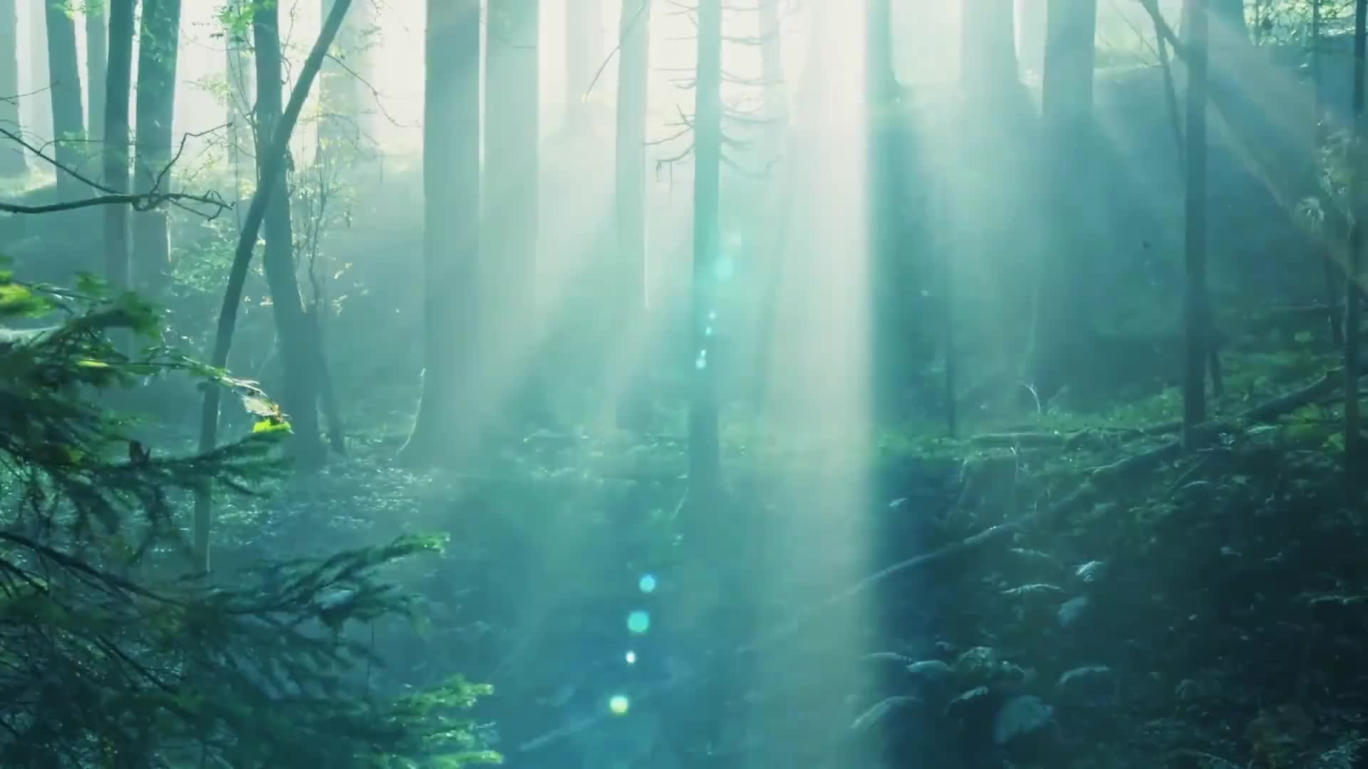 深圳湿地原声纪录全球首发！每一帧都惊艳