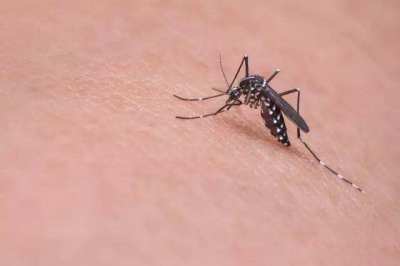 中国疾控中心专家：蚊蝇不具备传播新冠病毒的生物学基础