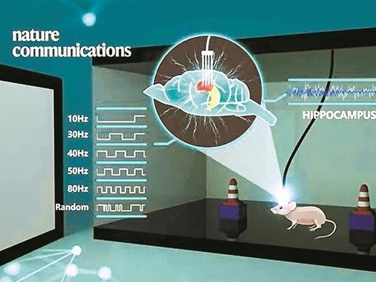 用光可“唤醒”大脑 南科大侯圣陶团队研究成果登上《自然-通讯》