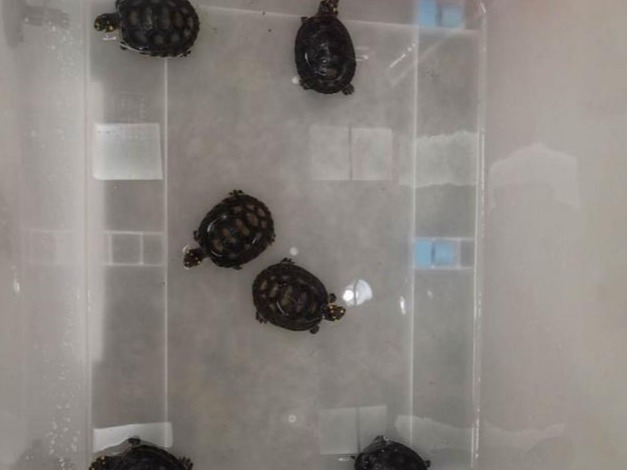 水族馆里有6只“忍者神龟”？深圳一店家非法收购野生动物被刑拘