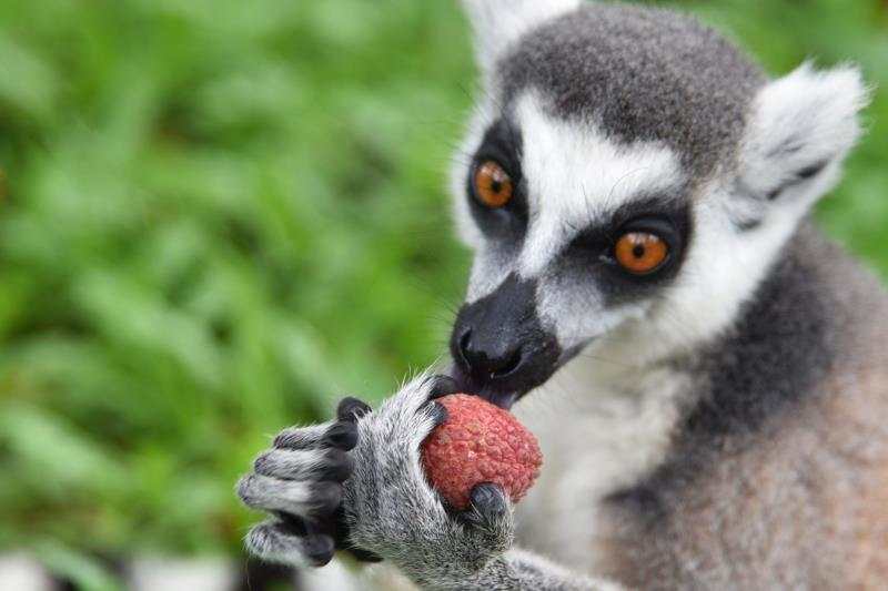 深圳野生動物園老虎大象等動物與荔枝相映成趣