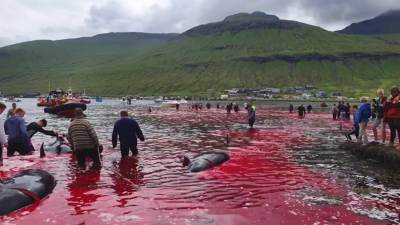 血染大海，丹麦一日捕杀超200头领航鲸
