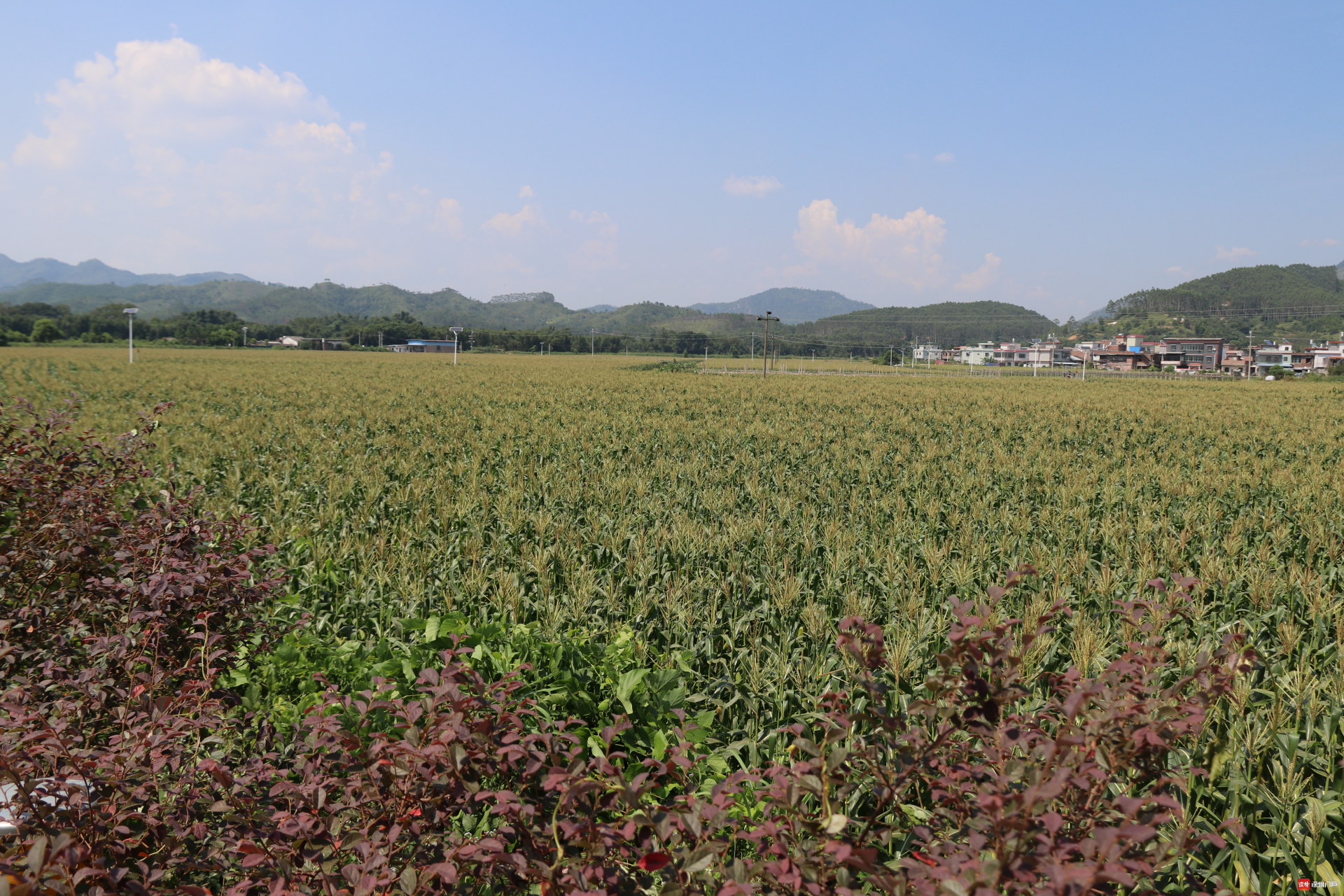 韶关梅村图片