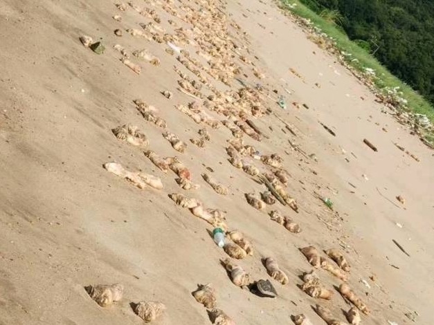 大量猪蹄现身东莞海滩追踪：未流入市场，来源仍无法判定