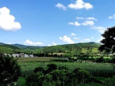 连平东水村蔬菜种植示范基地——南山对口帮扶的“绿色样本”