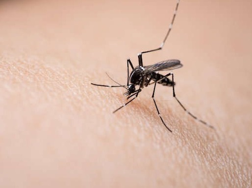 研究首次证实！蚊子不能传播新冠病毒