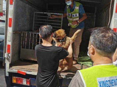 对遛狗不牵绳零容忍！深圳开展“睦犬十号”百日执法行动