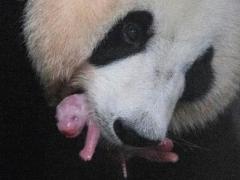 生了！中国熊猫夫妇在韩国产子