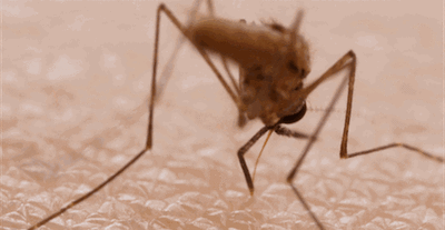 炎炎夏日为蚊子烦恼，该如何远离“叮子户”？