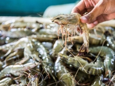 广东速查自厄瓜多尔进口冻南美白虾  广深等5市停售封存冻虾约82.3吨
