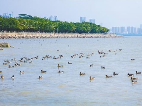深圳先行示范 打造民生幸福标杆