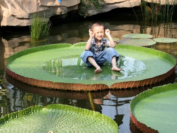 华南植物园“水上花王”正值观赏期，叶片巨大载人不沉