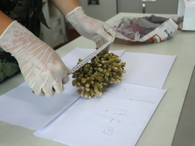 私挖珊瑚被深圳海警局迅速查获