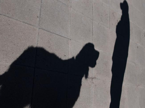 人被病毒感染后产生特殊气味，智利训练警犬“探测”新冠患者