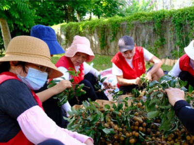 同摘“香蜜果实”，香蜜公园开园三周年庆与市民共享成果
