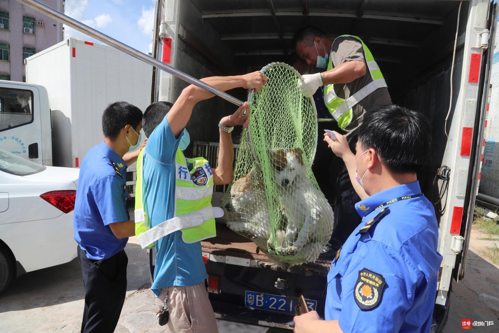 养犬人注意了，深圳开展“睦犬十号”百日行动，严查不文明养犬行为