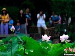 上海古猗园荷舞飘香 吸引众多游客前来赏花