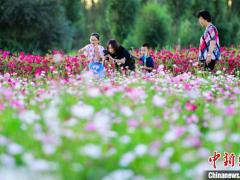 敦煌鸣沙山下百花争艳 大漠花海里乡村游渐热