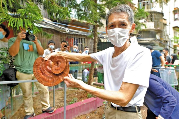 采摘“文明果实”！灵芝园社区邀请专家、居民一同采摘今年份灵芝