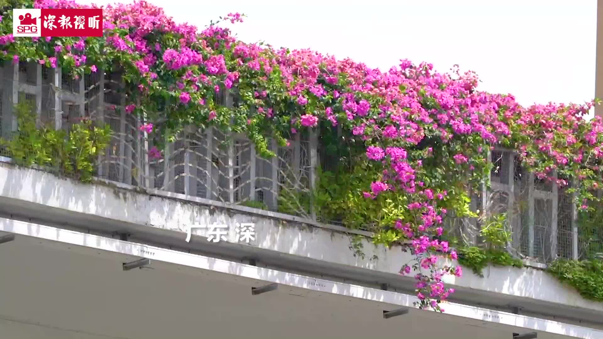 超美！一起来深圳立交走簕杜鹃花路
