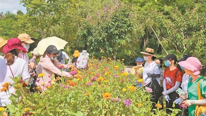 梧桐山风景区开展“学做小花农”体验活动