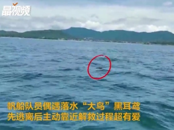 珍稀猛禽黑耳鸢落海命悬一线，幸亏遇到了深圳帆船队的小伙伴们