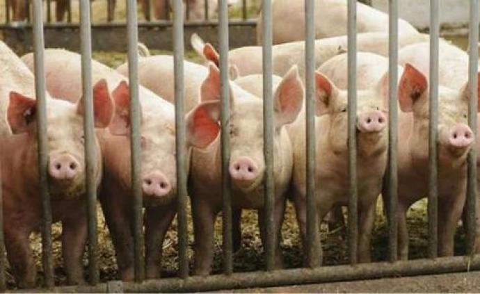 重庆市江津区在外省违规调运的生猪中排查出非洲猪瘟疫情