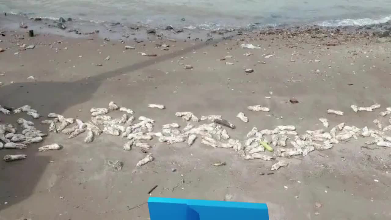 东莞海滩现近万只猪蹄，水务局：警方正调查