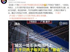 壮观！广西上千只燕子电线聚会排成“五线谱”