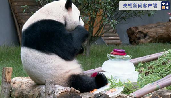  抱着啃、坐着咬、躺着吃……大熊猫“毛竹”过生日享受豪华“冰蛋糕”