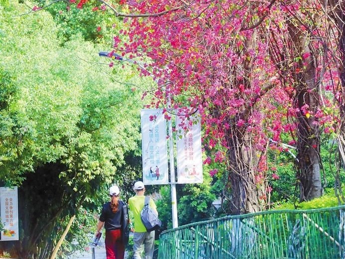 推窗见绿 开门见园 四季见花，深圳市民乐享“绿色福利”