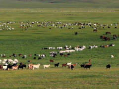 羊来了！蒙古国计划9月份向中方分批移交30000只捐赠羊