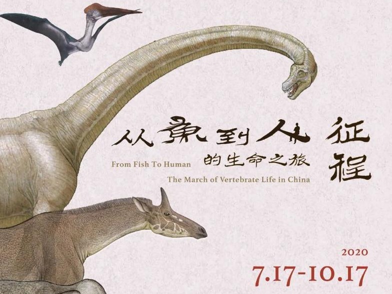 去深圳博物馆看恐龙！“生命之旅”今日开展