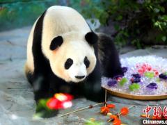 大熊猫在厦门乐享“四果汤”消暑