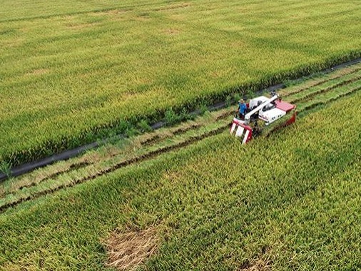 农业农村部：7月农业农村经济运行总体良好，早稻预计增产