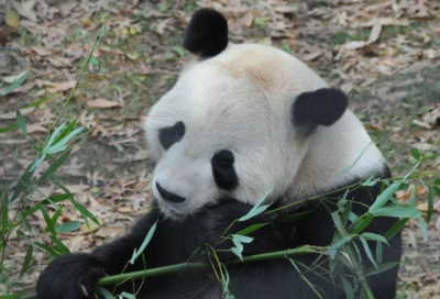 旅美大熊猫“美香”产下幼崽