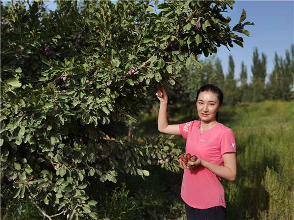 首批15吨伽师新梅运抵佛山，助力伽师决胜脱贫攻坚