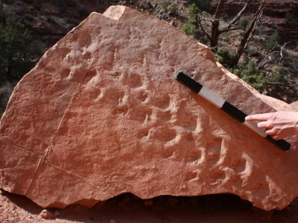 古生物学家在美国大峡谷发现有史以来最古老的脊椎动物足迹