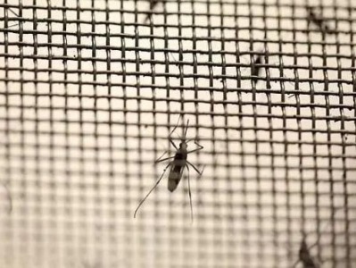 7.5亿只转基因蚊子来了，美佛罗里达州开启大规模灭蚊行动